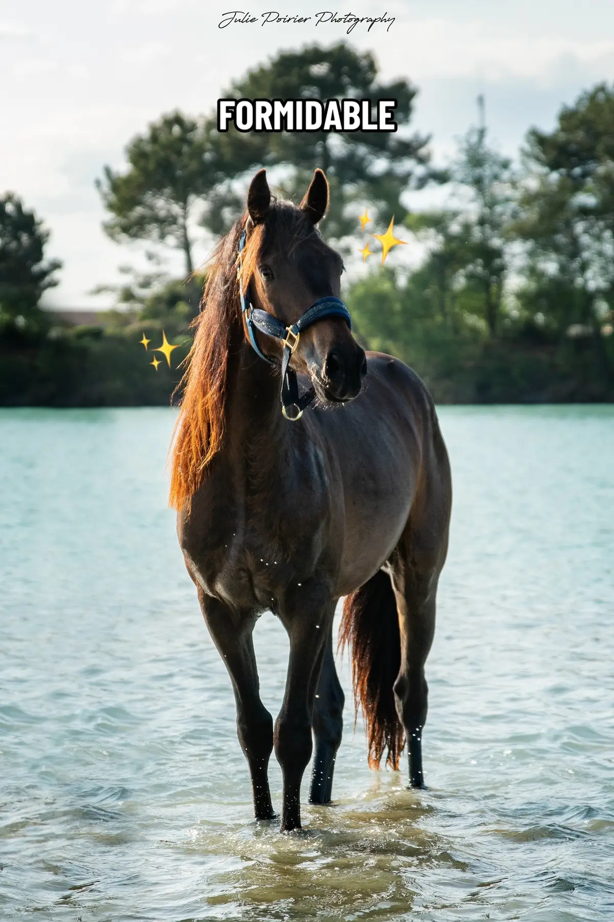 Ma beauté ✨ #cavaliere #cheval #poulain #welshpartbred #welsh #llucifer #equestrian 