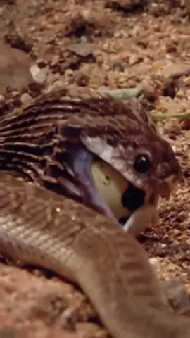Réponse à @Audrey Tmp #serpents🐍 #dasypeltisscabra #animalsauvage #niddoiseau #oeufauplat #reptilia  