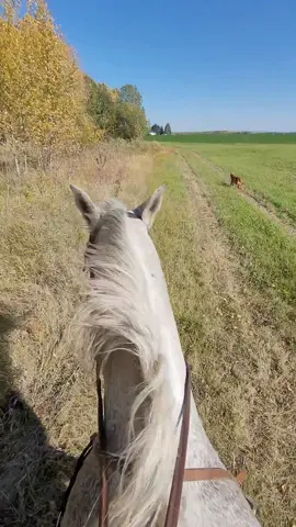 first trail ride with neeko!  #fypシ゚viral #ftpppppppppppppppppppppppp #lgbtq #horses #equestrian #horses #equestrian #foryourpage #foryourpage❤❤ #lgbtqequestriansoftiktok #lgbtqequestrians #horsesontiktok #equestrianlife #pansexual #quarterhorsesoftiktok #equestrianlifestyle #fypシ 