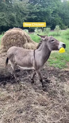 Came home from a weekend in Pawhuska OK to a brand new squeaky chicken for Donkey! Thanks so much @GramB18! I do believe he loves it! We appreciate your generosity! #pets #donkey #happy #crazyanimals #PetsOfTikTok #animalsfunny #joy #pettricks #squeakytoy 