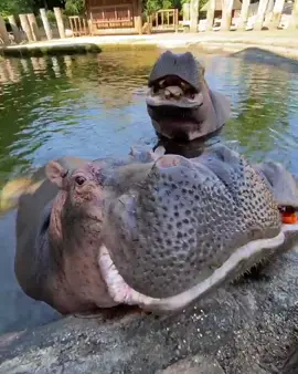 Experience zoo's vibrant animals#animalworld #trending #hippo #wildlife #animal #animals #safari #wildanimal #zoo #zookeeper #copenhagenzoo #openwide #bigmouth #safaripark