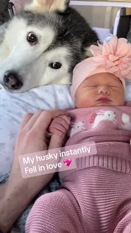Did you smile!?😭💖. [FULL 3 MIN VIDEO!] #husky #dog #dogvideo #siberianhusky #cuteanimals #siberianhuskies #babyanddog #kidswithdogs #cutevideo #puppy #animal 