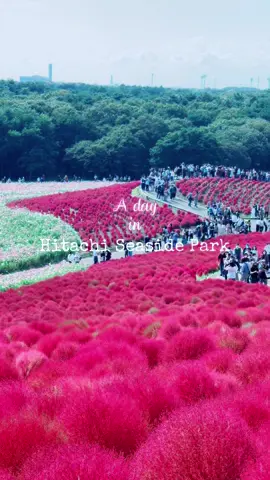 Công viên Hitachi Seaside Park với cỏ Kokia nổi tiếng vào tháng 10 hàng năm. Bạn đã đến đây chưa 🥰 #xuhuongtiktok #japan #tokyo #CapCut #hitachiseasidepark #ひたち海浜公園 