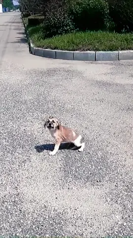 Rescue a puppy crying because it was abandoned on the street  #pet #cat #dog #straycat #straydog #abandoned 