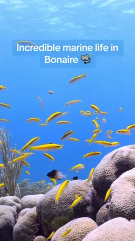 Take a deep breath and come explore life under the surface in Bonaire. 🐠🩵  Often referred to as the shore diving capital of the world, Bonaire is a mecca of marine biodiversity in the southern Caribbean Sea.  #MarineMonday #Bonaire #MarineBiodiversity #SeaTurtles