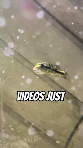 What should we Feed Him next?? #fyp #viral #abcxyz #monsterfish #peacockbass 