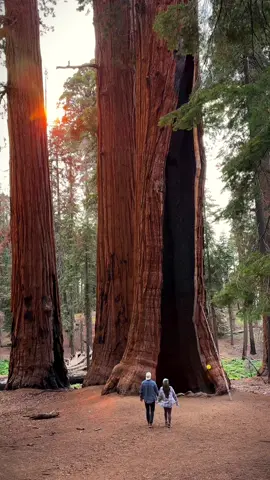 📍Seqouia National Park: home of the biggest tree in the WORLD 🌎 #generalshermantree #seqouianationalpark #congresstrail #unreal #nationalpark #california #travel #adventure #bucketlist #Outdoors 