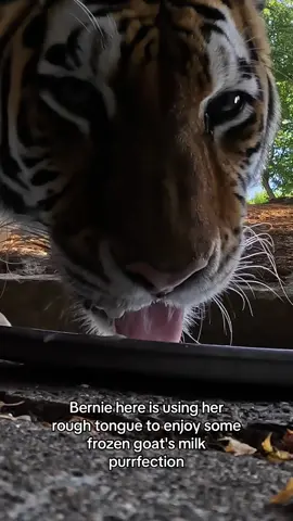 Here kitty kitty! 🐅  Care staff made a special frozen treat for  Amur tiger Bernadette. Tigerrific!  #tiger #ice #asmr #animals 