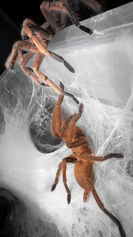 courtship behavior of Chilobrachys huahini #tarantula #arachnid #spider #viral 
