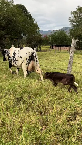 Ella es paloma, una mis vacas mas elite de todas 😍🧬🐄