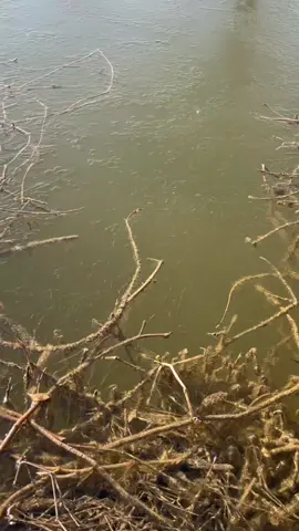 #cauca #batca #Vlog #trendingvideo #fish #fishing #fishtok #fyp #viral #xuhuongtiktok #fishinglife #master2023bytiktok