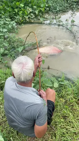 Unbelievable grandpa fishing skills defeated by massive dragon fish 😱 #fishing 