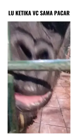 singkat,padat,mirip #videolucu #videolucungakak #videomasak #videolucutiktok #videoviral #ngakakkocak #fyp #memelaut #funnygorilla #funnyanimals #monyetlokal #monyetlucu #funnymonkey #monyettiktokviral #videomonyetlucu #monkey #gorillazfandom 