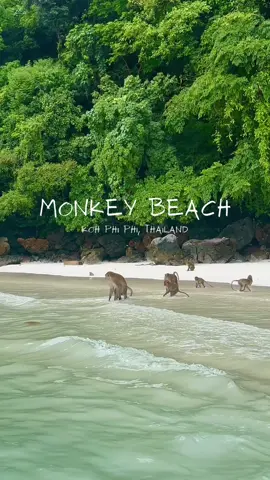 📍Monkey Beach, Koh Phi Phi  #monkeybeach #monkeybeachthailand #kohphiphi #kohphiphiisland #kohphiphileh #thailande #voyageursdumonde 