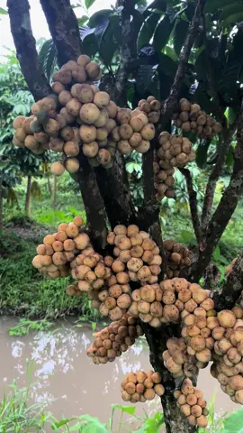 Vườn bon bon Thái nhà em đang vô mùa, gia 50k/kg, 4kg tặng 1kg lh 0931108878 #mientay #chonoicairang #mientayquetoi #bònbon #virall #traicay #trending 