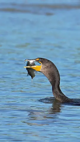 If know this bird, then I think you know how this is going to end. If you aren’t familiar with this particular modern swimming/flying dinosaur, this is a cormorant and it captured this fish underwater by chasing it down and grabbing it with its hook shaped beak. I’m not too sure how the fish became tailless but I’d guess that missing a tail is part of the reason its fate ends here. Glad I’m not a fish. 