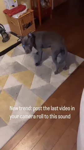✨Don’t worry just keep chasing your tail or dreams✨ _______________________ #staffordshirebullterrier #bluestaffy #puppy #crazydog #bluestaffypuppy #staffylovers #zoomies #zoomiesfordays #donuts #spinning #spin #friday #staffyzoomies #happydog #turbo #turbocharge #shuffle #turbodog #brokendog #happydoggy #happystaffy #bullybreeds #tail #kanothebluestaffy