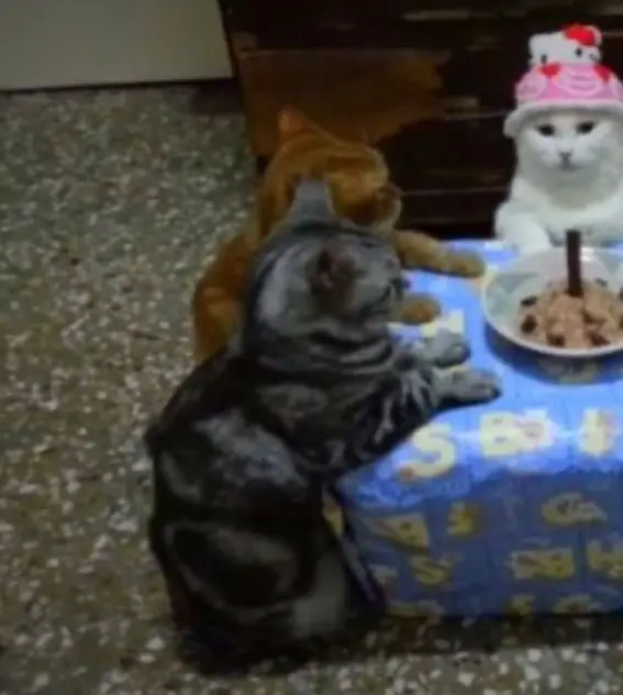 #fyp #catparty #catbirthdayparty #catbirthday #kittycatsoftiktok #kittycatoftiktok #catsoftiktok #kitty #kittycats #cats #cat #catgroup #cattok #fypシ #foryou 
