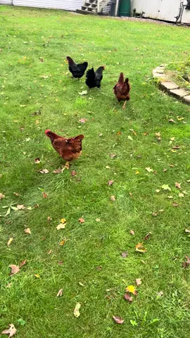 Tuesday morning with the girls.  #garden #gardening #backyardgarden #backyardgardening #backyardgardener #hilltopgarden #backyard #growyourownfood #growing #greenhouse #greenhousegardening #ctgrown #smallgardens #chickens #chickencoop #aframe #egg #eggs #backyardchicken #rhodeislandred #sexlinkchickens 