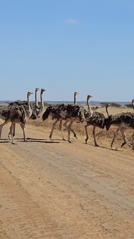 Welcome to our wildlife capital  #africanbushexplorers . . . . #ostrich #kenya #africa #safari #wildlife #wildlifephotography #masaimara #nature #travel #naturephotography #birds #bird #animals #photography #natgeo #birdsofinstagram #wild #giraffe #animal #travelphotography #nairobi #nikon #gamedrive #wanderlust #amboseli #zebra #lion #magicalkenya #photooftheday #africansafari 