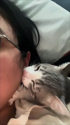 Asmr de mi gato chupando oreja #asmrgatos #asmrgatuno 
