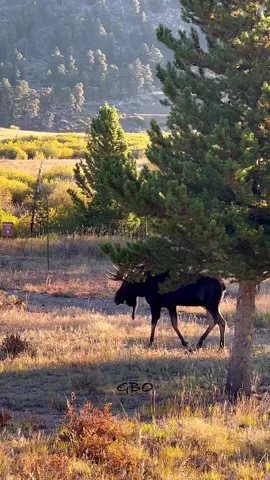 A young bull moose is cruising for cows at sunrise in Rocky Mountain National Park.   www.GoodBullGuided.com  #wildlife #moose #nature #colorado #photography 