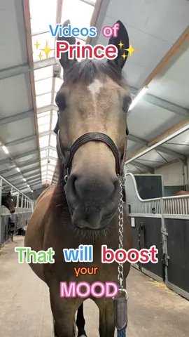 He is so weird and cute😍 #horse #pferd #paard #animal #cuteanimal #horsesoftiktok #sillyhorse #tonguehorse #prince #crazyhorse #buckskin #buckskinhorse #valk #nrps #mcjonnas #play #moodboost #positivity #specialhorse 