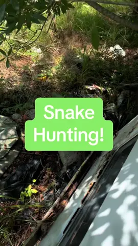I was shocked to find 2 monster Canebreak Rattlesnakes!  Check out the rattles on the first one! #fyp #snake #creatures 