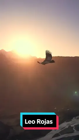 Leo Rojas - Der Einsame Hirte #leorojas #music #song #musik #tiktok #beranda 