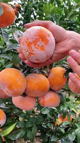 OMG 😱🤤😋👩‍🌾🍊so juicy #fyp #asmr #fruit #orange 