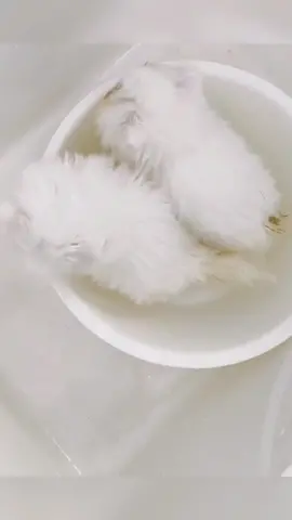 Immersion cat washing 🛁 #foryou #cat #catlover #petlover #catsoftiktok #petcare #pettools #petcats #funny  #foryoupage #petsupplies #fypシ #catclean 