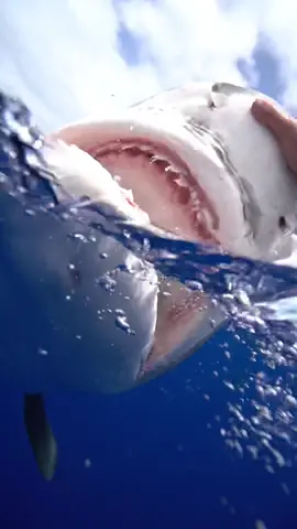 I am a trained professional do not attempt. Anyone see the bubbles she blew out? 🫧🦈 Here is a rare upclose view of a tiger opening her mouth on a redirect. #sharkdiver #tigershark #sharkdiving #ocean #savesharks 