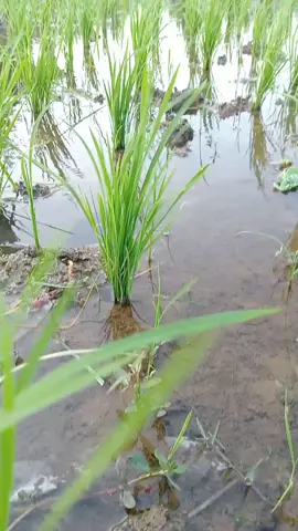 kararagok sarkim ah. #sarkim #bisnis #investasi #sound #viral #sawah #sunda #fyp 