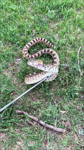 Another BULLsnake showed up on the farm! Do you think it’s different from the last one? Maybe we will see her again! #snake #animals #reptile #wildlife 