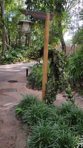 DiVine at Disney’s Animal Kingdom is always a treat to see! #d100 #disney100 #disney #disneyworld #disneyparks #divine #disneysanimalkingdom #animalkingdom #stiltwalker 