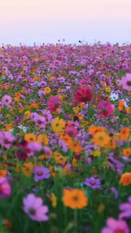 Voce não vai querer sair desse vídeo 🌸🌺🌼 FLORES | CAMPO FLORIDO #flores #campoflorido #lindasflores #amoflores