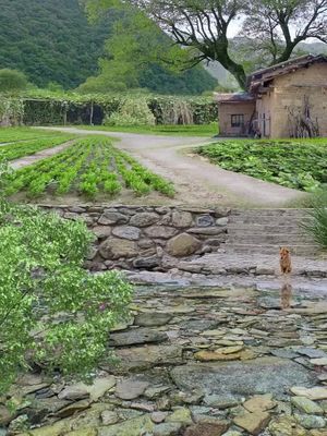 I like rural areas and quiet places, with green mountains and clear water in front and behind the house, and the fragrance of birds and flowers. I search for poetry from ordinary fireworks and savor the most steadfast happiness from firewood, rice, oil, and salt!#scenery #landscape #cure