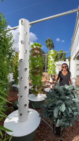 Vertical farming with Toscano kale on aeroponic towers. Toscano kale is an Italian kale variety that is also known as Lacinato Kale or Dinosaur Kale. This leafy green is very nutrient-dense and can be eaten raw or cooked. #kale #verticalfarming #towergarden #aeroponics #farming #hydroponics #agriculture #soilless