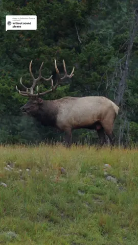 Replying to @Sebastian Toma Here’s without music, dont mind the audio, music covered it up. There was alot of background noise I had to play with to remove like cars driving by and engines running. As I wanted to refine the sound to just the bugling. #elk #bugle #bullelk #wildlife #nature #jasper 