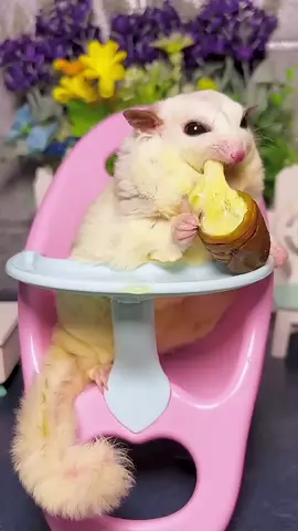 Cute Moment of Sugar Glider Eating Cheese Bug ❤️❤️ #shorts #sugarglider #sugarglidercare