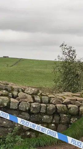 Famous Northumberland Sycamore Gap tree ‘deliberately felled’ #foryou #foryoupage #fy #fyp #tree #trees #sycamore #sycamoregap #northumberland #uk #hadrianswall #britain #nature #vandalism