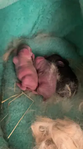 #newborn #hollandlop #cute #bunny #hollandlopbunny #breeding #baby #pregnant#rabbit 