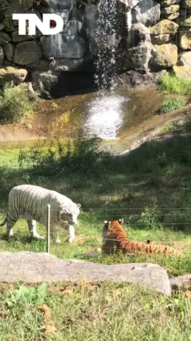 This video shows tbe moments two #tigers at @Southwick’s Zoo share a quick snuggle. It also includes the reaction of an adorable 4-year-old boy. #theyloveeachother #zoo #animlas #children