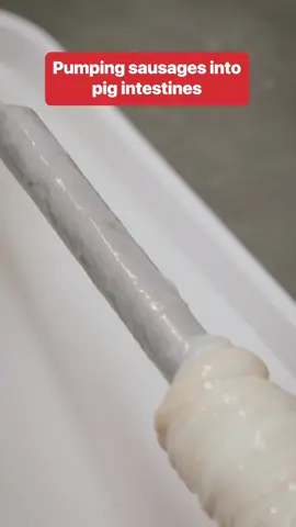 This is how sausages are made with pig intestines. #sausage #pigintestines #pig 