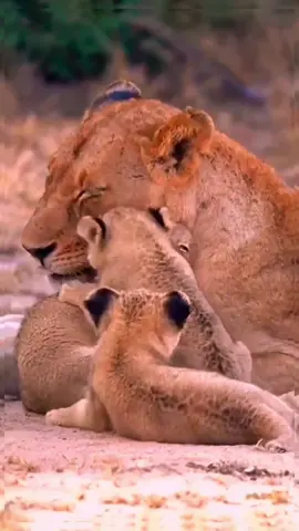 The mother lion's care for her children is wonderful. #amazing #world #wonderful #nature #cute #Love #lion #lions #lionking #jaguar #tiger 