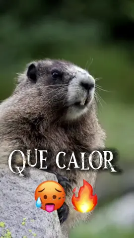 QUE CALOR É ESSE BRASIL?? Kkkk #CapCut #meme #marmota #calor #taquente 