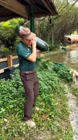 #elefante #mundoanimal #viral #selva #viralizou #mundotiktok #animaisselvagens 