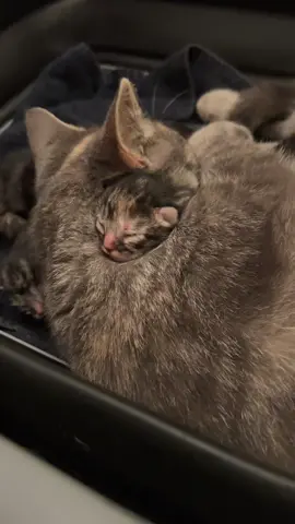 The happiest momma cat #catsoftiktok #kittenoftiktok #cattok #kittensbeingborn #minifarmlife #catlove 