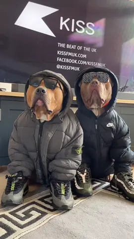 Gangstas 😭😂 #topcharva #keepitlemon🍋 #gangs #xlbully #xlbullycharva #americanbully #justforlaughs #americanbullyxl #dogs #dogjokes #dogsoftiktok #americanbullysoftiktok 