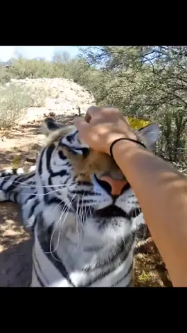 Princess Troll taking names #cat #troll #catsoftiktok #animals #justababy #outofafricapark #tiger #goodgirl 